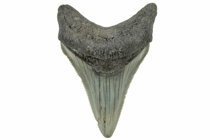 Serrated, Juvenile Megalodon Tooth - South Carolina #325193